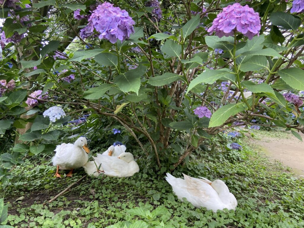 雨引山のアヒル